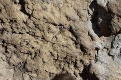 Macaco Punch não está sendo maltratado, afirma zoológico do Japão