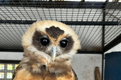 ASAS recebe 234 animais silvestres e reforça proteção da fauna regional