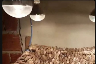 Dois homens são presos pela Polícia Civil por captura e venda ilegal de animais marinhos em Angra