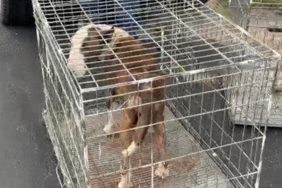 Agentes da 82ª DP resgatam cães em estado crítico