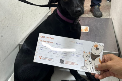 Cadela foge de caixa de proteção, invade pista de Congonhas e provoca suspensão de voos
