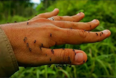 Região dos Lagos registra aumento de mosquitos após período de chuvas