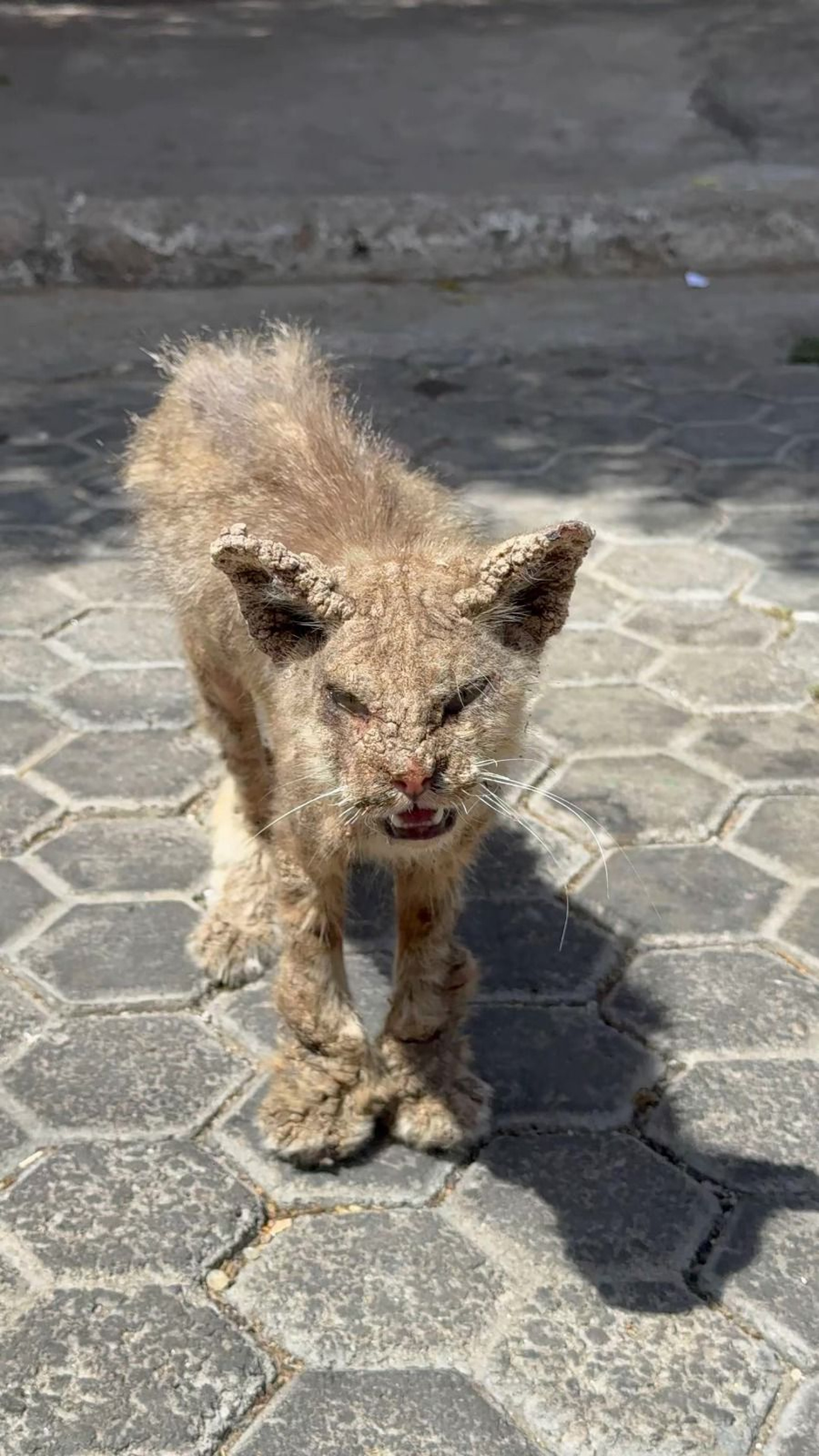Renatinho foi encontrado debilitado, desfigurado pela sarna e magro