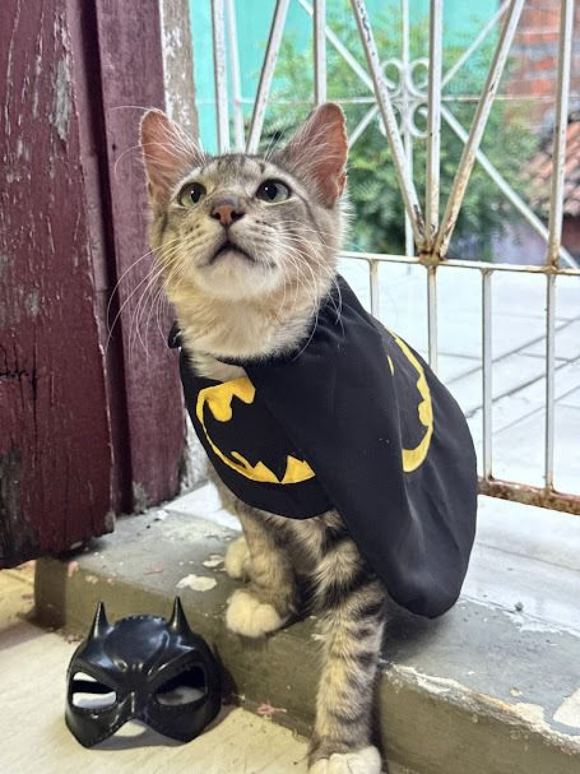 Trajetória do feline reforça a importância do resgate de animais abandonados