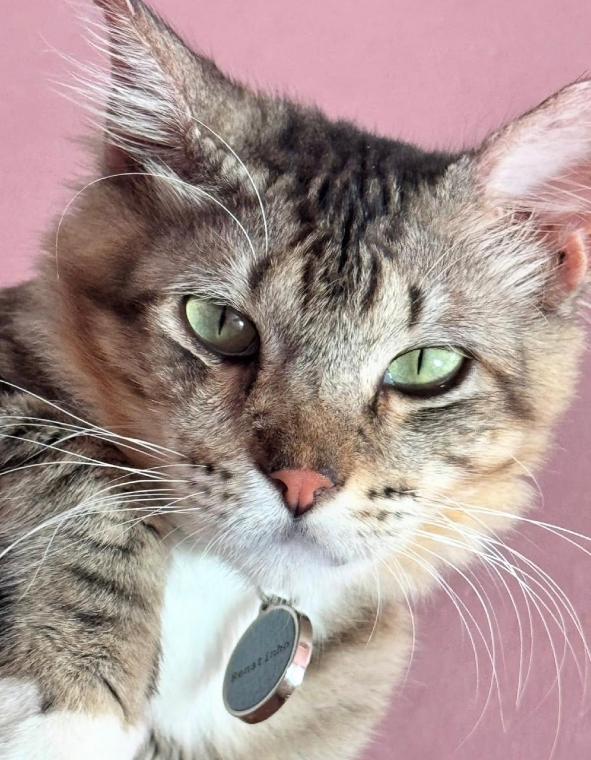 Felino reúne quase 80 mil seguidores em uma página nas redes sociais