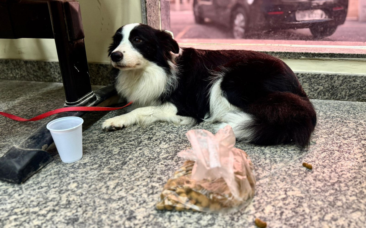 Cadela é resgatada após ficar dois dias presa dentro de carro em Copacabana