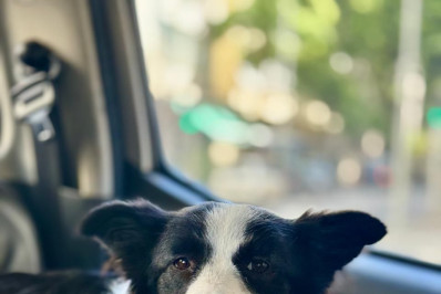 Cadela é resgatada após ficar três dias presa dentro de carro em Copacabana