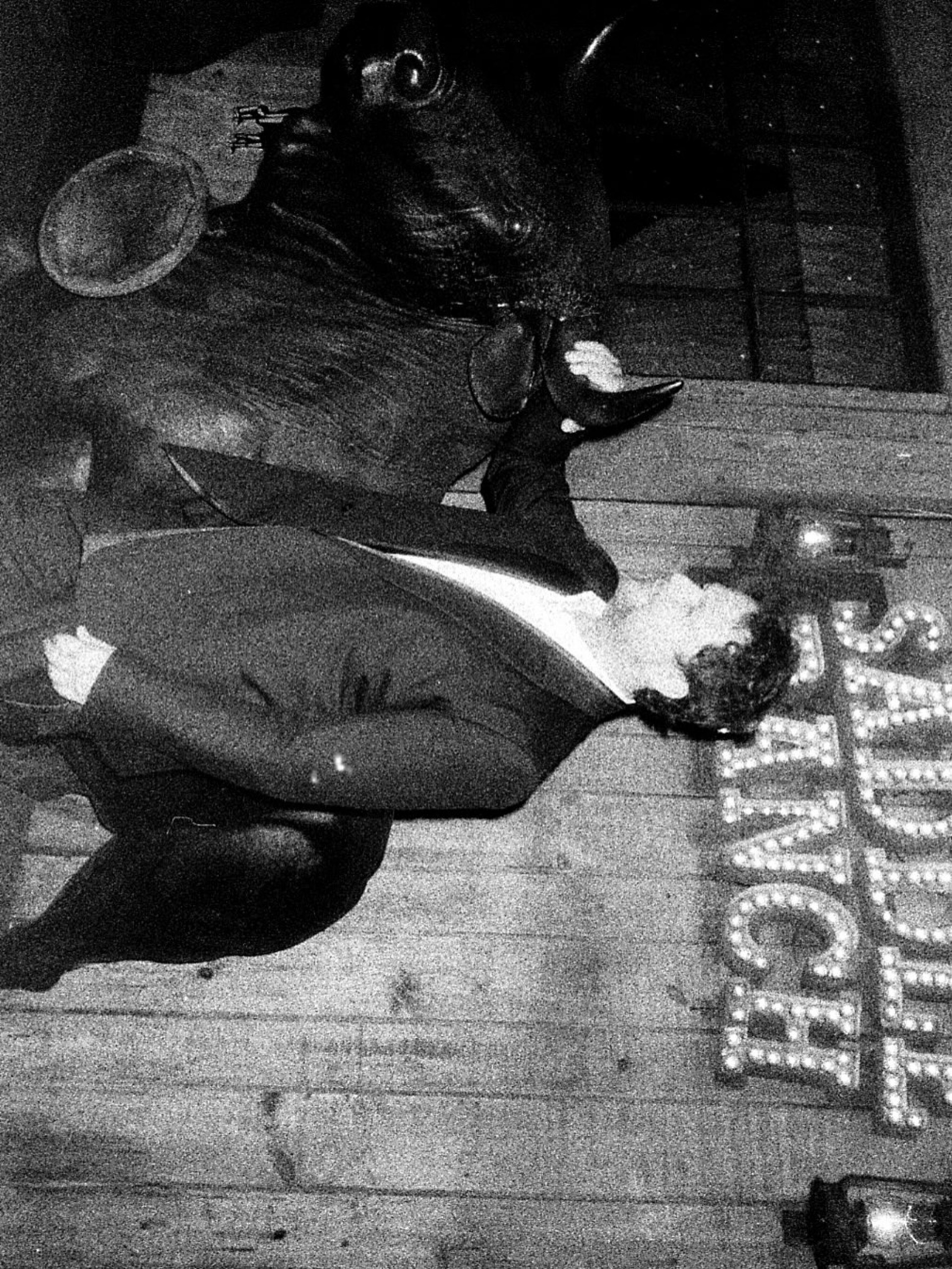 Selton Mello publica novos registros do Oscar - Reprodução / Instagram