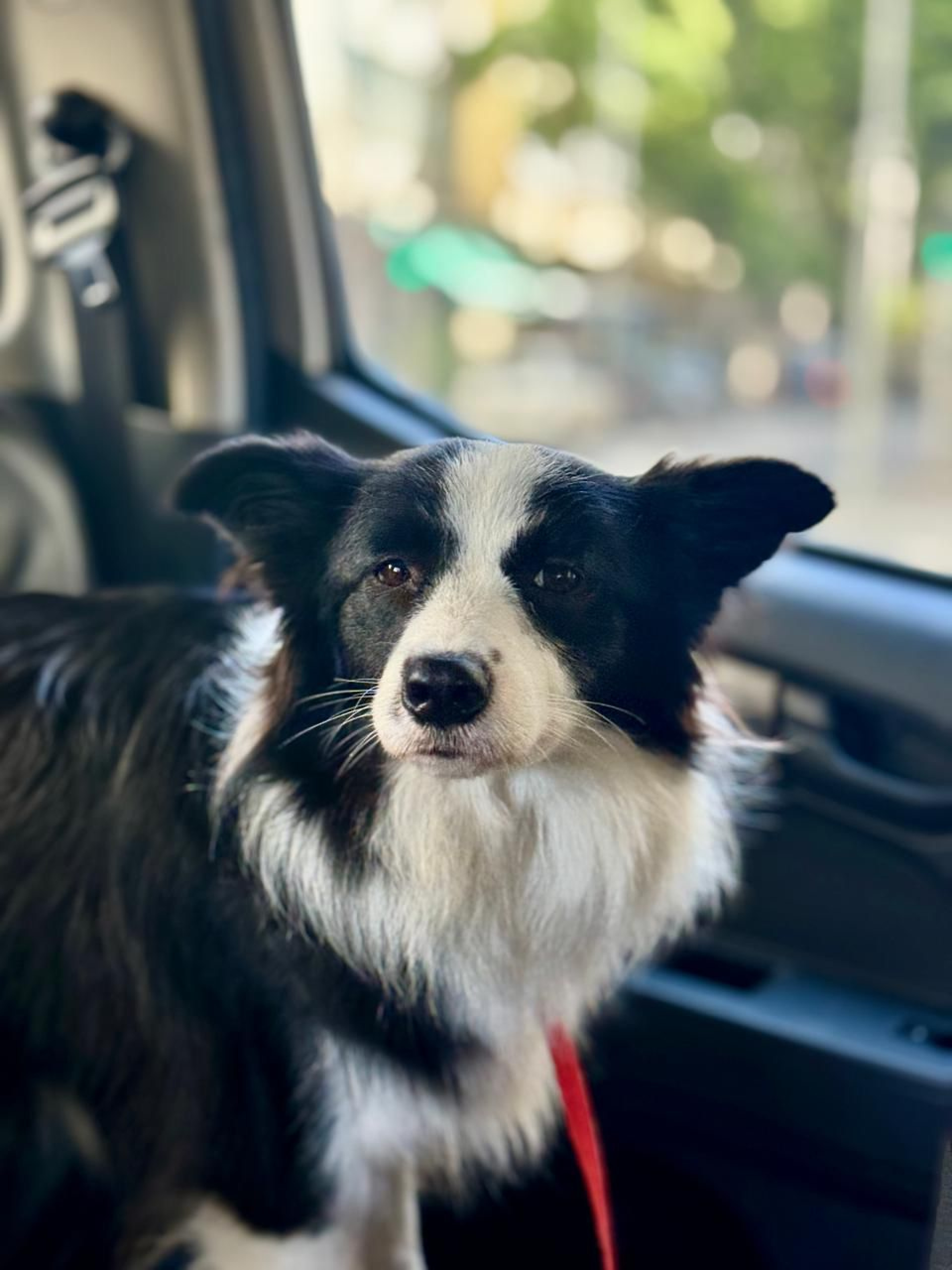 Cadela é resgatada após ficar dois dias presa dentro de carro em Copacabana