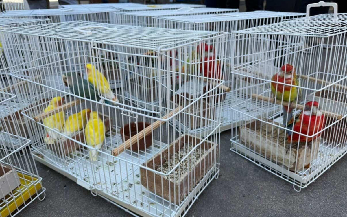 Aves passar&atilde;o por avalia&ccedil;&otilde;es das condi&ccedil;&otilde;es de sa&uacute;de