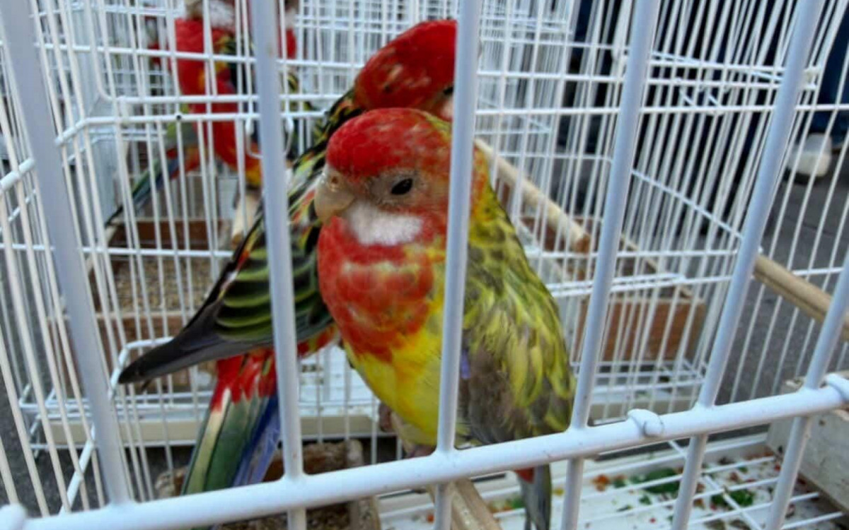 Aves passar&atilde;o por avalia&ccedil;&otilde;es das condi&ccedil;&otilde;es de sa&uacute;de