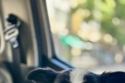 Cadela resgatada em Copacabana passa bem e já tem pretendente para adoção