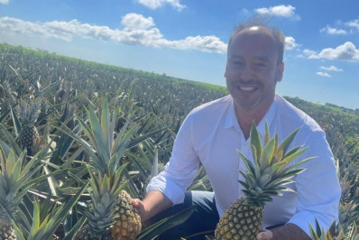 São Francisco coloca estado em segundo no ranking nacional do abacaxi