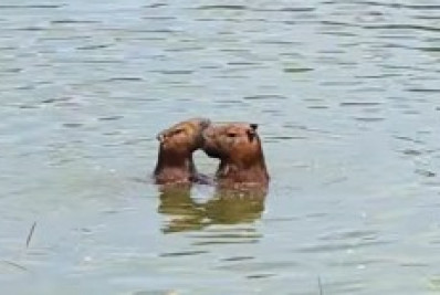 Casal de capivaras é flagrado em 'clima de romance'