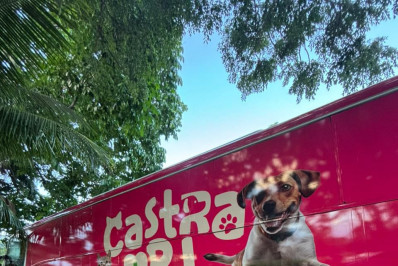 Jacarepaguá recebe mutirão gratuito de castração de cães e gatos