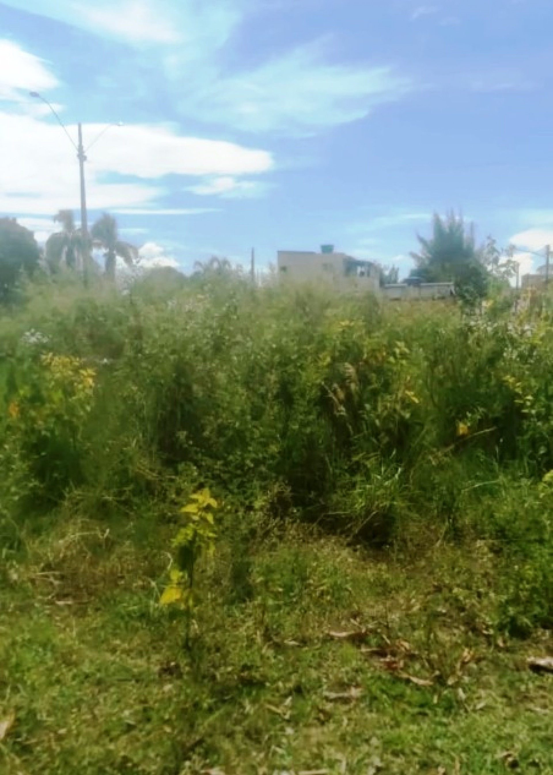 Mato alto e falta de limpeza afastam moradores de pra&ccedil;a na Ribeira e aumentam sensa&ccedil;&atilde;o de inseguran&ccedil;a - Foto: Reprodu&ccedil;&atilde;o Rede Social