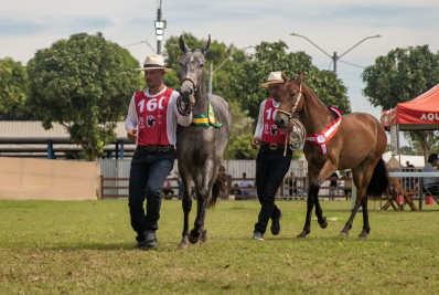 Macaé vira vitrine nacional do cavalo Mangalarga e atrai criadores de todo o país
