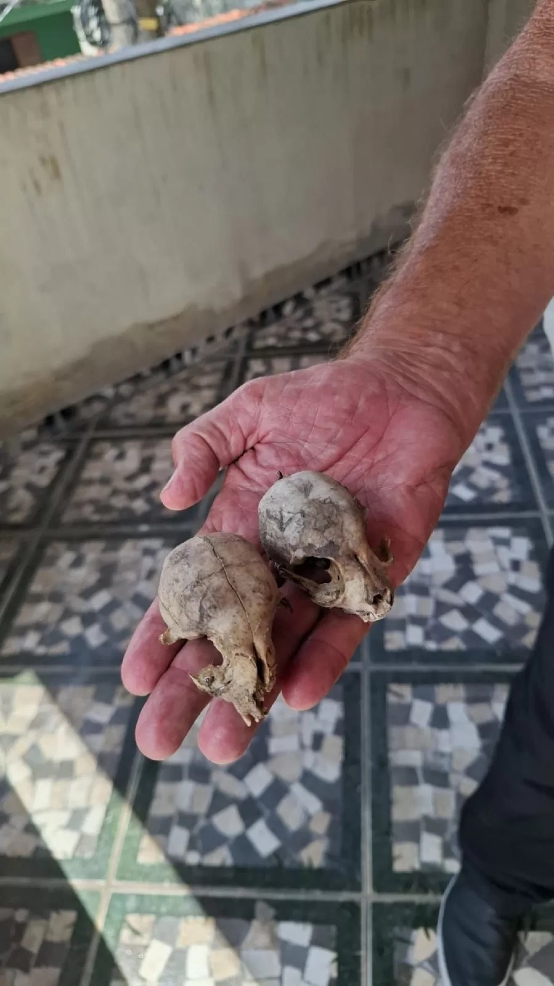 Movimentação de equipes chama atenção de moradores da região - Reprodução