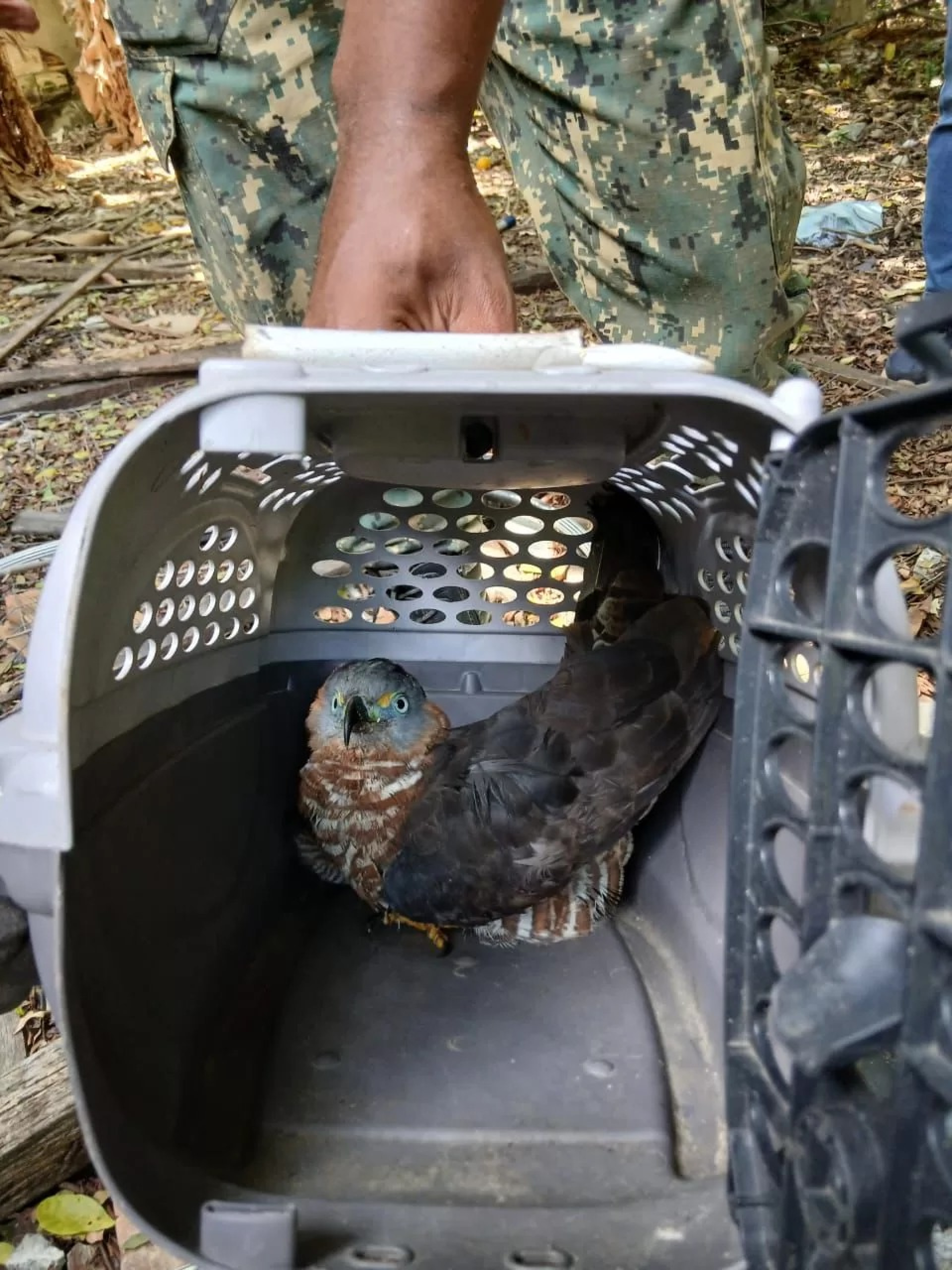 Animal é colocado em caixa de transporte para retirada segura - Reprodução