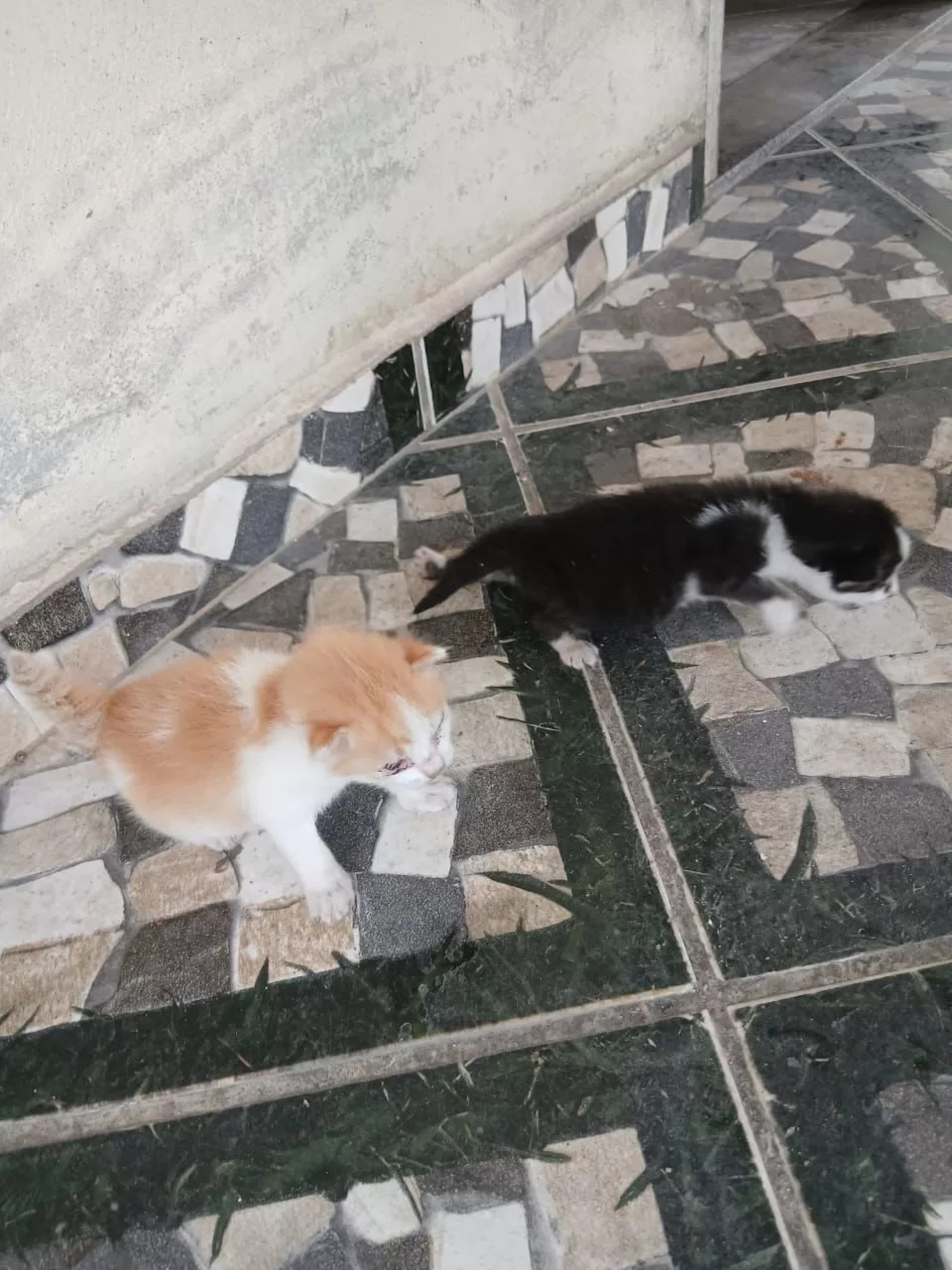 Viatura estacionada dá suporte à operação no bairro - Reprodução