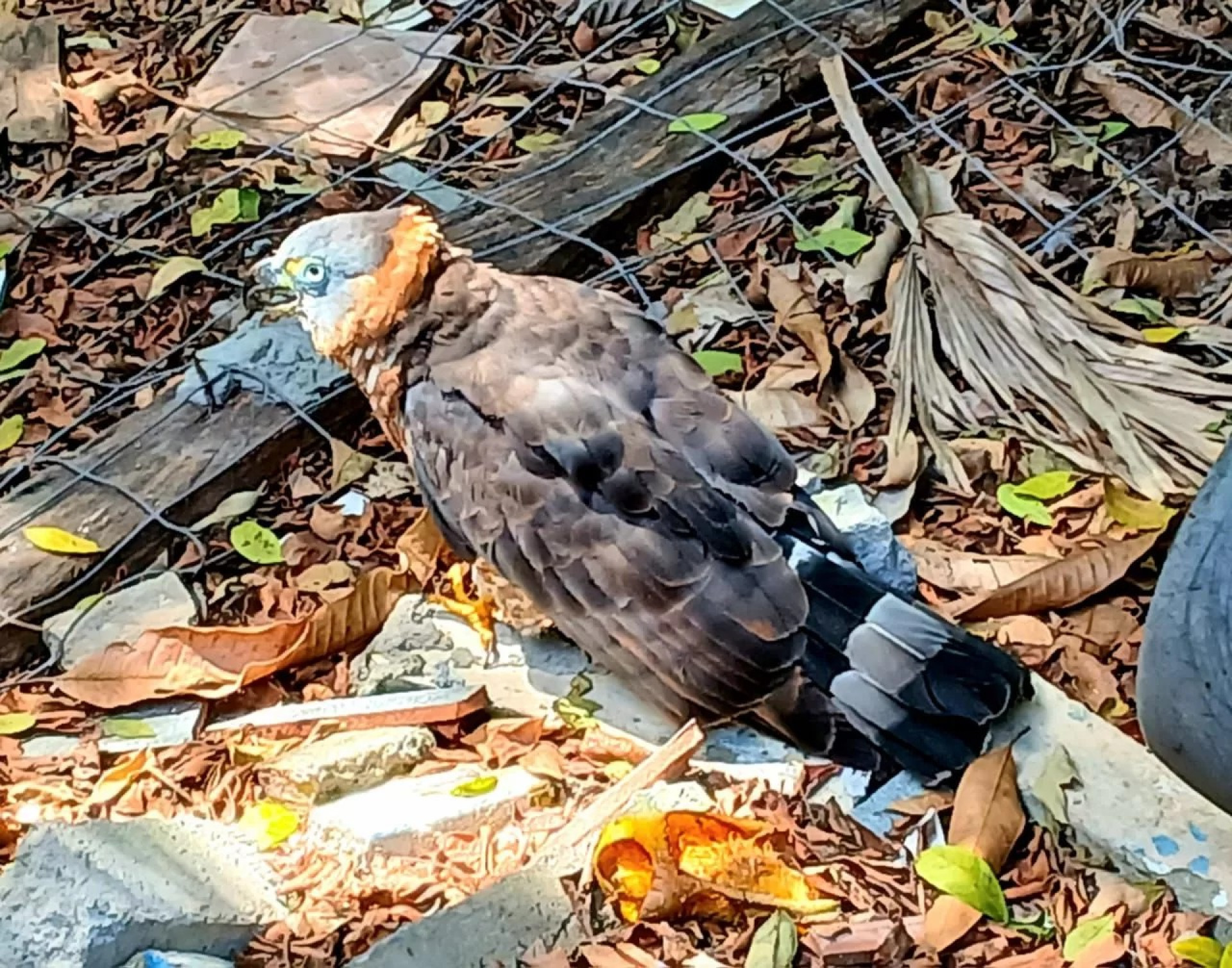 Área interna do imóvel revela condições insalubres encontradas pelas equipes - Reprodução