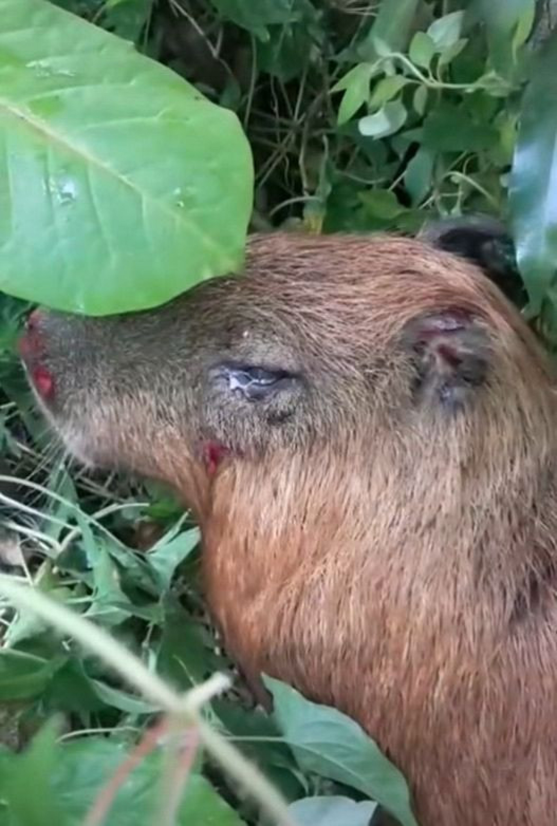 Animal se abrigou dentro de um terreno baldio após as agressões - Reprodução / Redes sociais