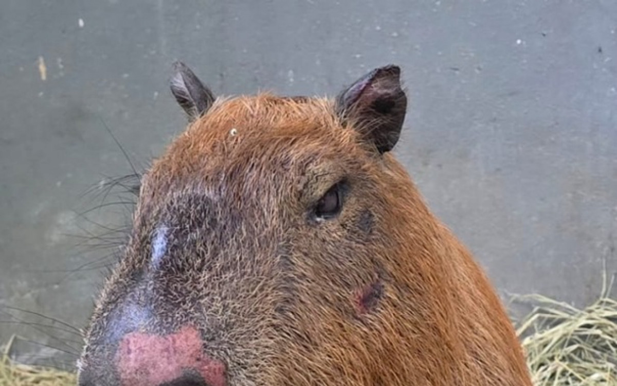 Capivara ficou com diversos ferimentos pelo corpo 