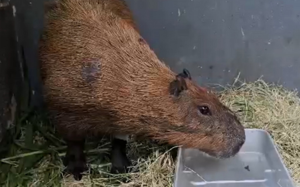 O animal tem bebido &aacute;gua e se alimentado num viveiro em &aacute;rea externa e com circula&ccedil;&atilde;o de ar