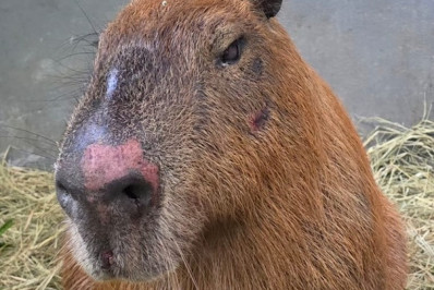 Capivara agredida na Ilha tem melhora, mas quadro ainda inspira cuidados