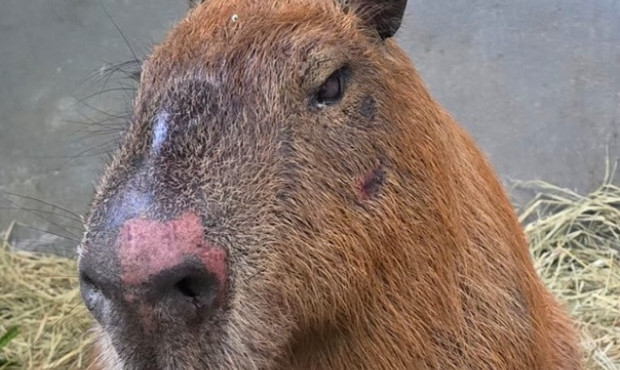 Capivara agredida na Ilha tem melhora, mas quadro ainda inspira cuidados