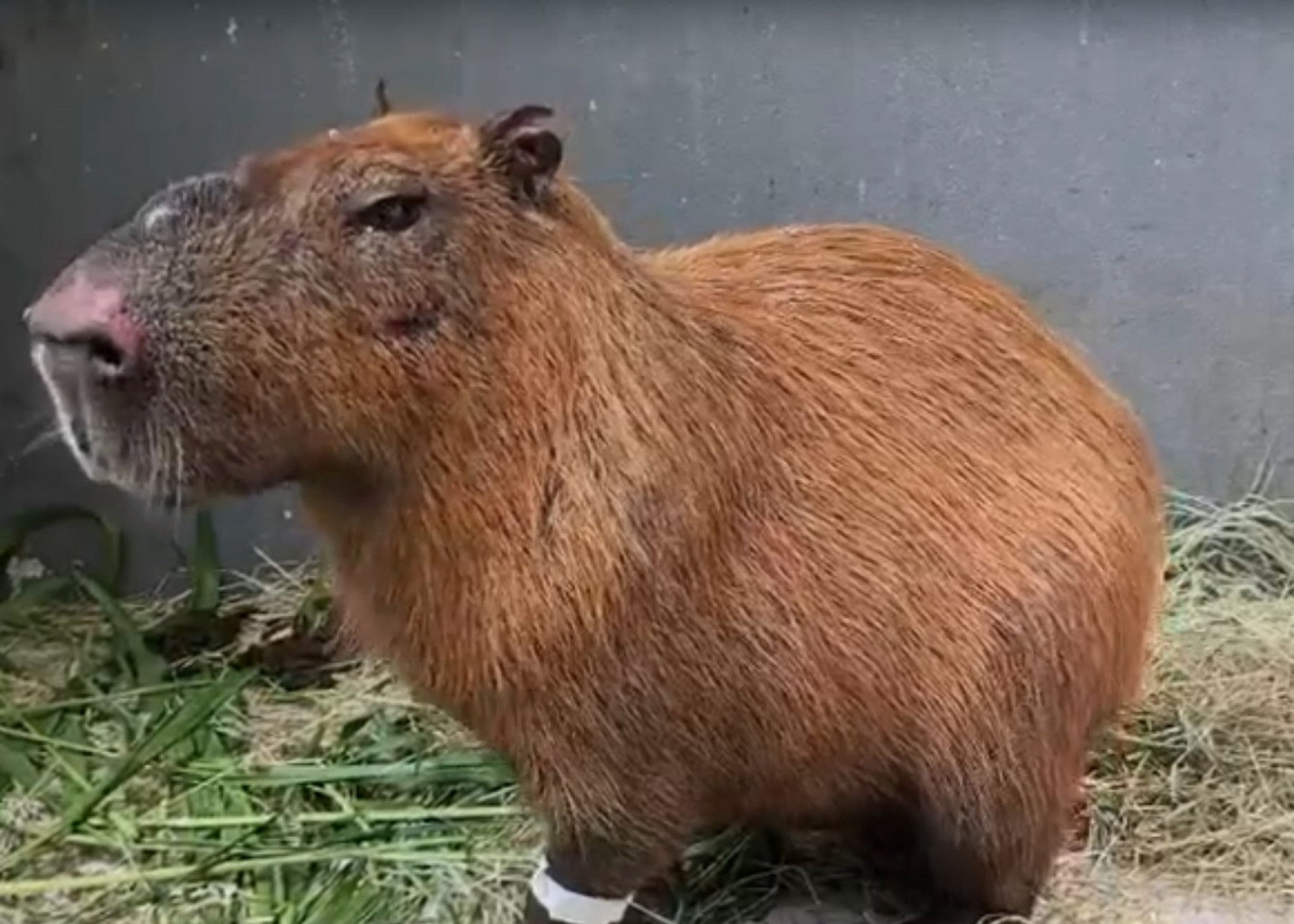 A capivara é um macho adulto de 65 kg - Divulgação/Cras Estácio