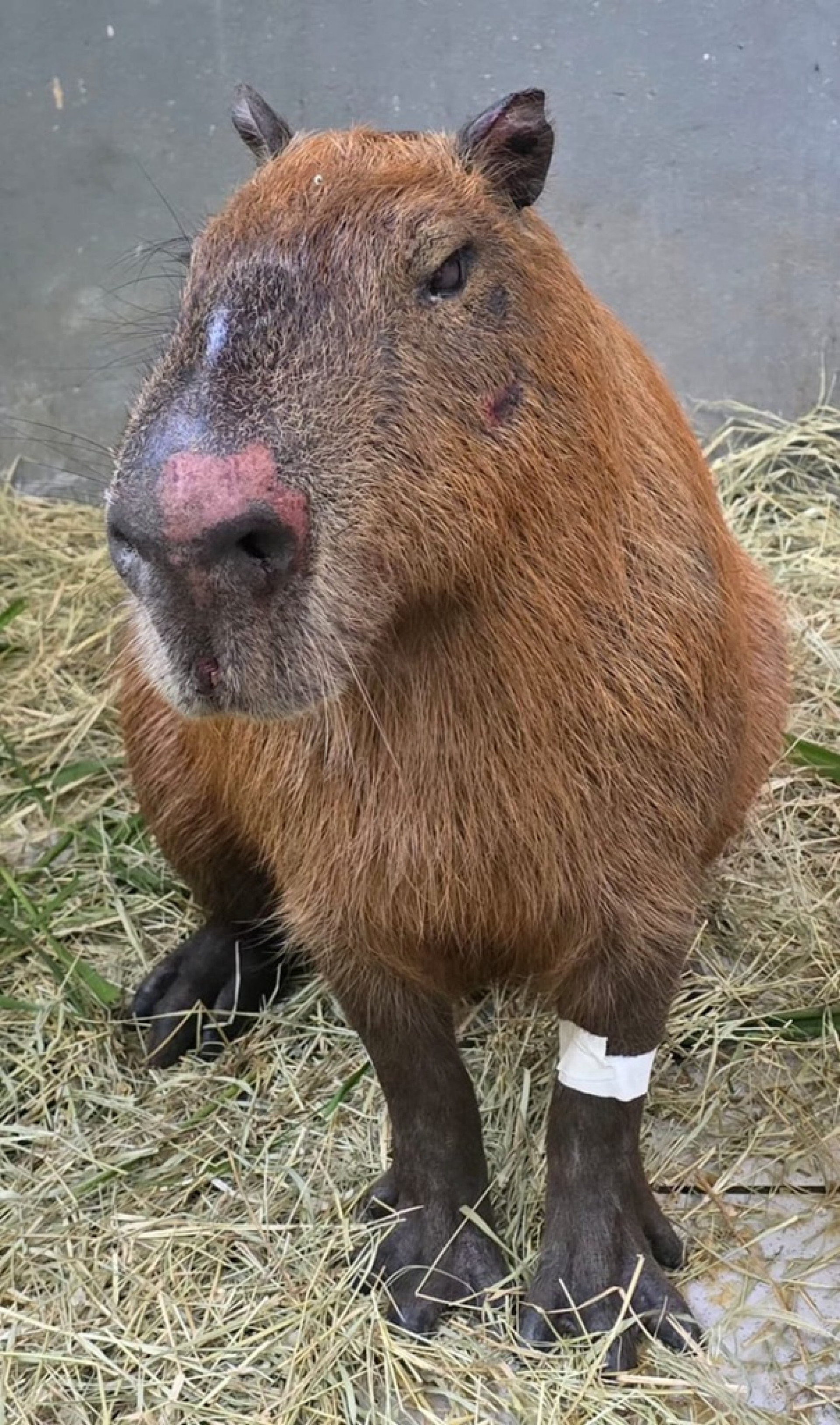 Capivara ficou com diversos ferimentos pelo corpo - Divulgação/Cras Estácio