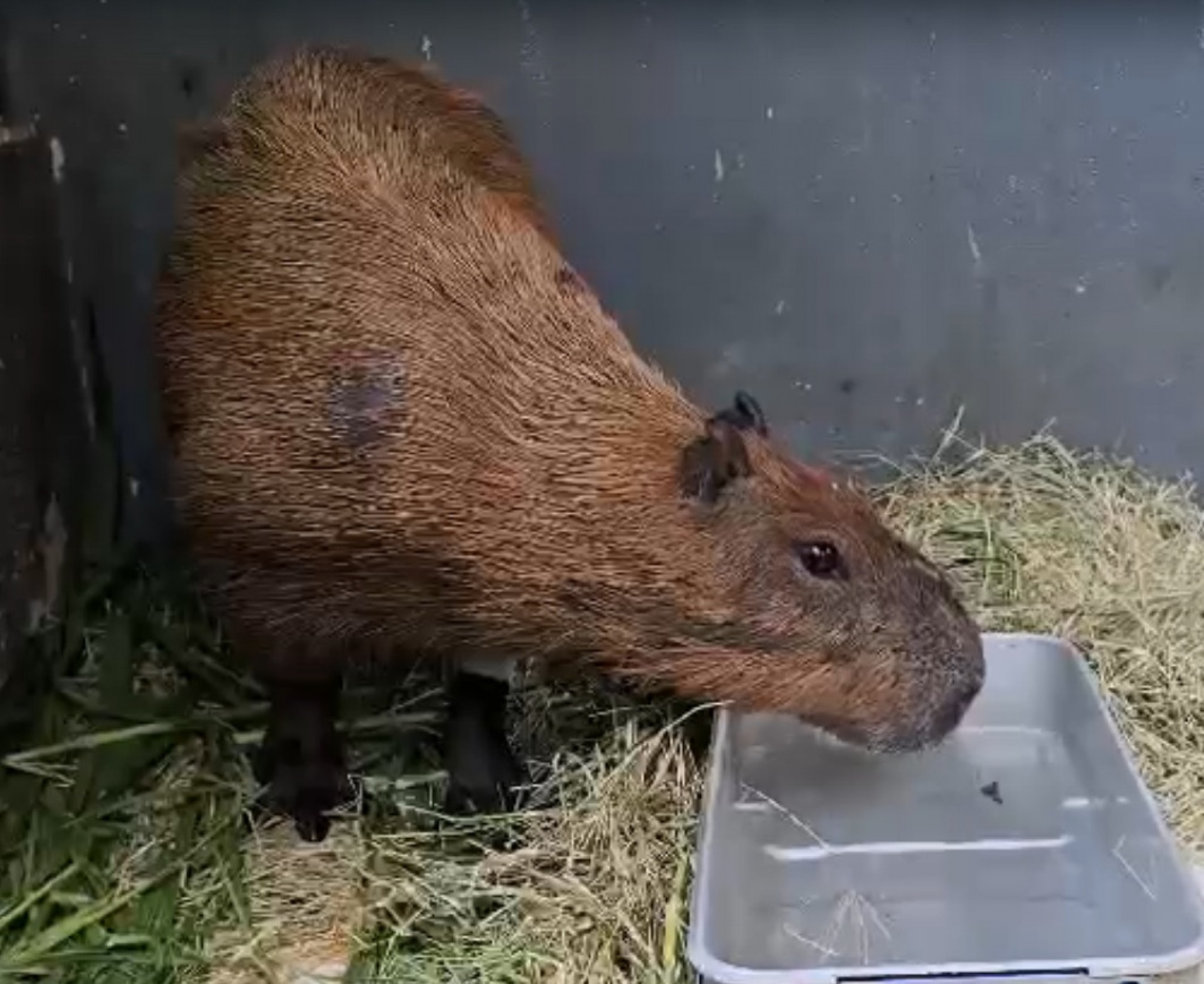O animal tem bebido água e se alimentado num viveiro em área externa e com circulação de ar - Divulgação/Cras Estácio