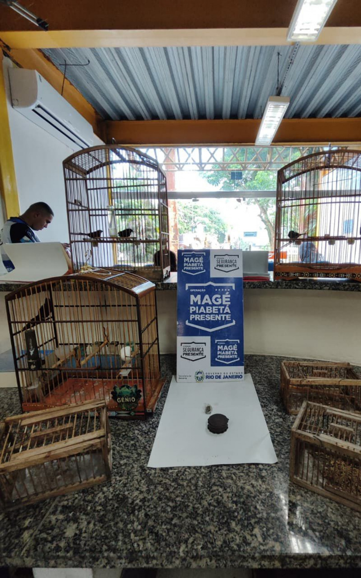 Pássaros silvestres capturados ilegalmente são apreendidos na Baixada Fluminense