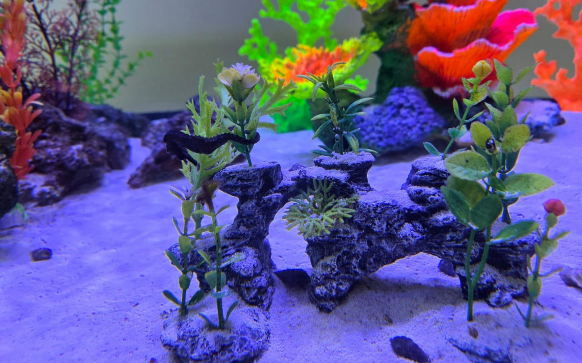 Preservação da espécie marinha em projeto da Vale