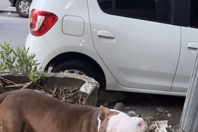 Pitbull abandonado em rua da Tijuca ataca homem e deixa cadela ferida