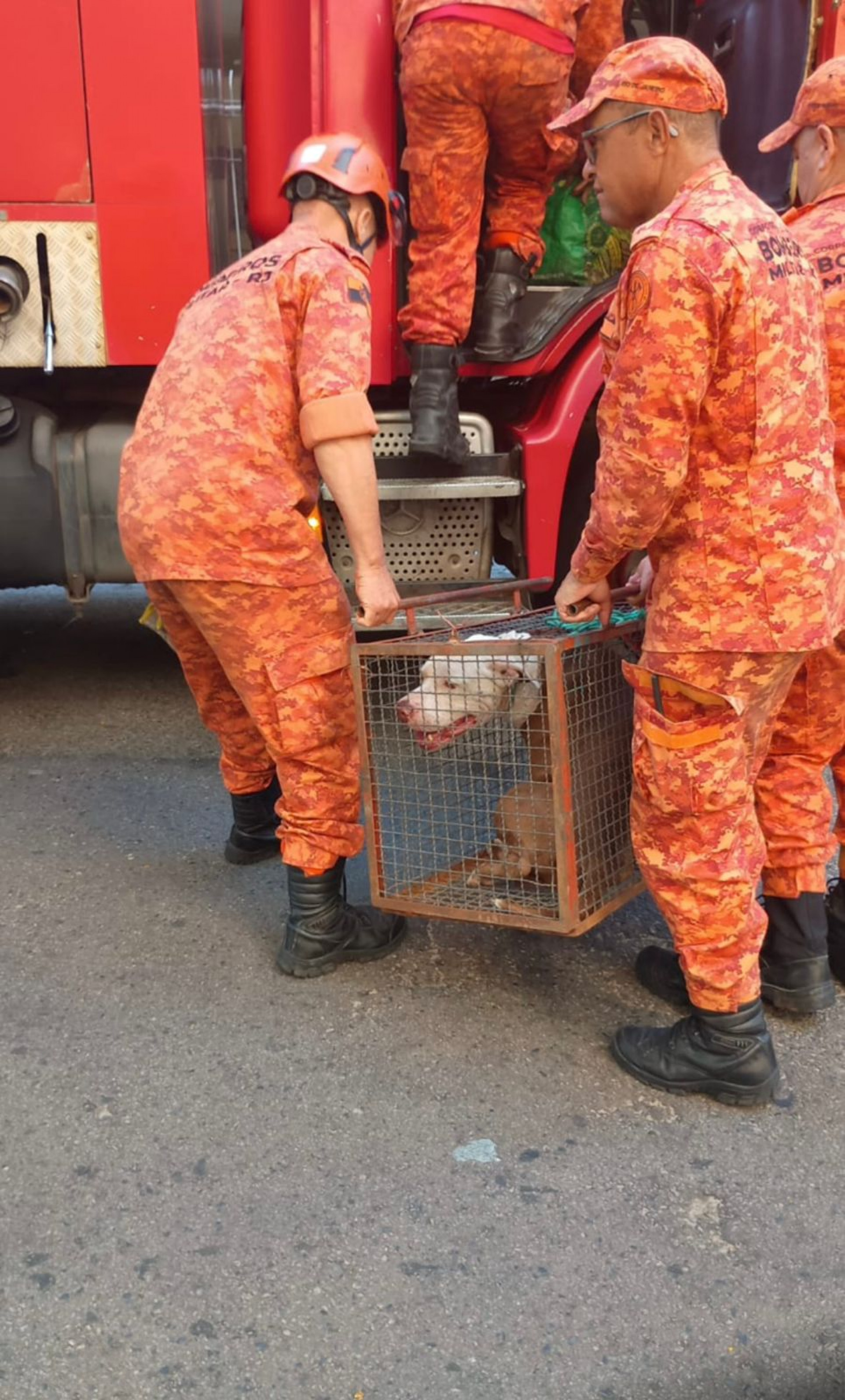 Pitbull foi resgatado por bombeiros do quartel da Rua Antônio Basílio, na Tijuca   - Reprodução
