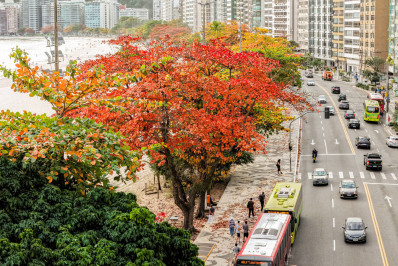 Niterói é premiada com selo internacional de arborização urbana