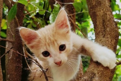 Caxias Shopping realiza nova edição da campanha 'Adote um Pet'