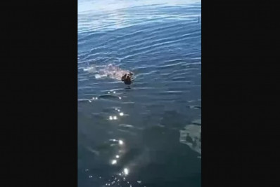 Cachorrinha é resgatada por pescador em alto-mar em Búzios