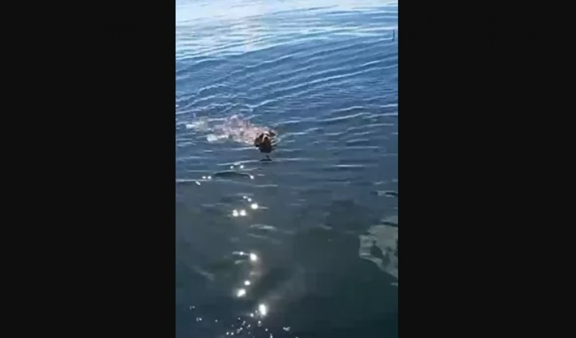 Cachorrinha é resgatada por pescador em alto-mar em Búzios