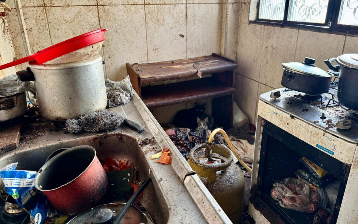 Ação da prefeitura resgatou 25 gatos de um apartamento insalubre em Realengo, na Zona Oeste
