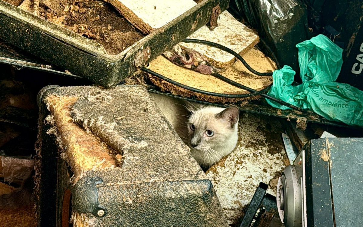 Ação da prefeitura resgatou 25 gatos de um apartamento insalubre em Realengo, na Zona Oeste
