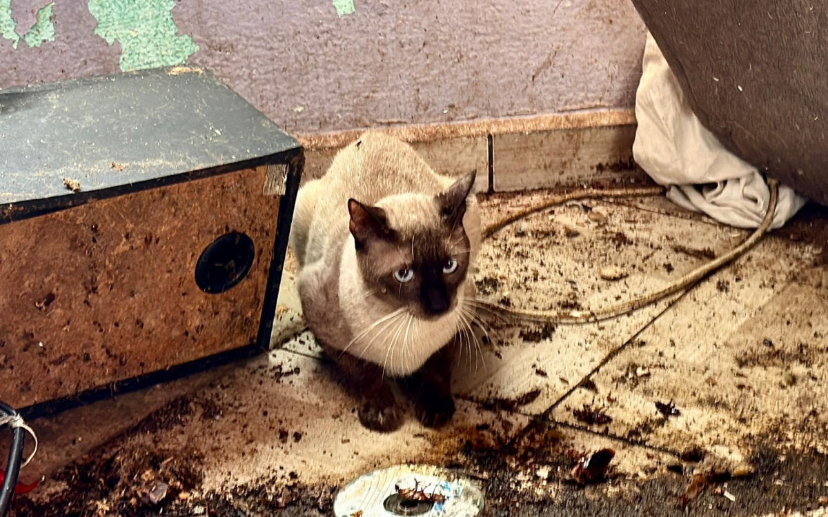 Ação da prefeitura resgatou 25 gatos de um apartamento insalubre em Realengo, na Zona Oeste
