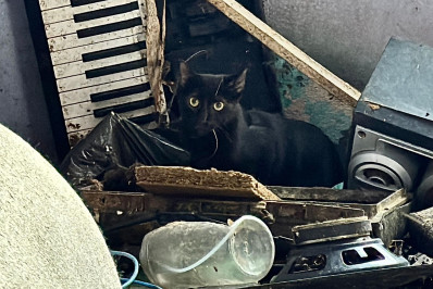 Na Zona Oeste, 25 gatos são resgatados de apartamento insalubre