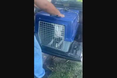 Pitbull que atacava cães no Novo Portinho é recolhido em Cabo Frio