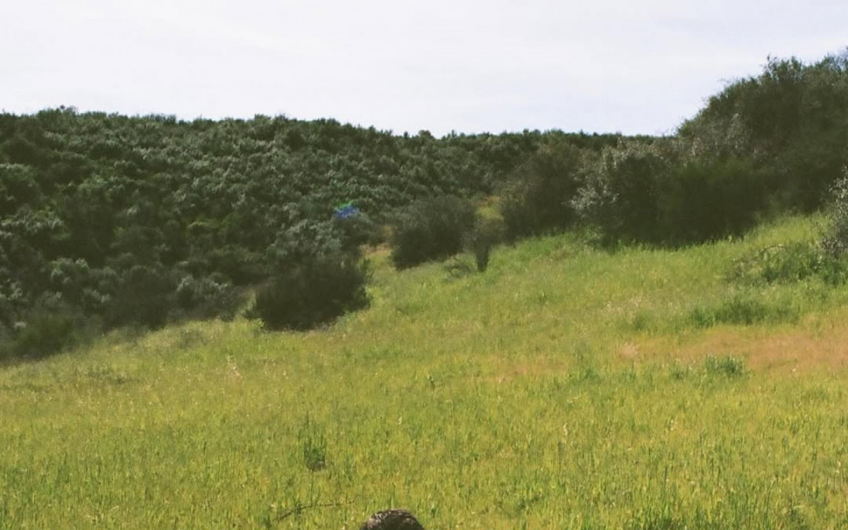 Taylor Lautner anuncia que ser&aacute; pai