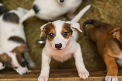 Feira de adoção leva carinho e novas histórias para o Centro de Rio das Ostras