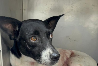 Cachorro é baleado quatro vezes em comunidade na Zona Norte e sobrevive