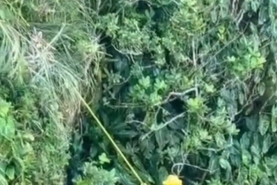 Vídeo: Homem se joga de precipício para fugir de ataque de abelhas em SP